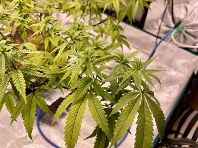 Pineapple Upside Down Cake Autopot. Week 22