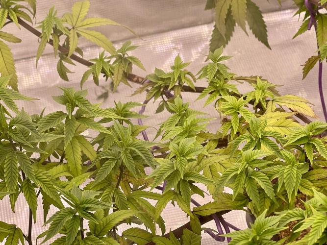 Pineapple Upside Down Cake Autopot. Week 22