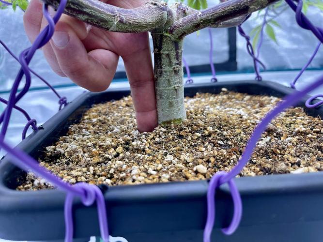 Pineapple Upside Down Cake Autopot. Week 22