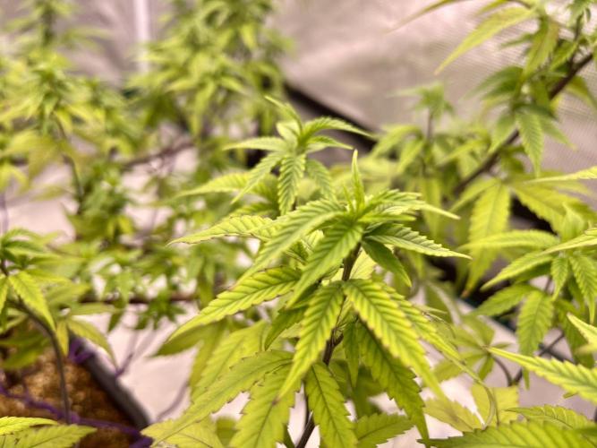 Pineapple Upside Down Cake Autopot. Week 22