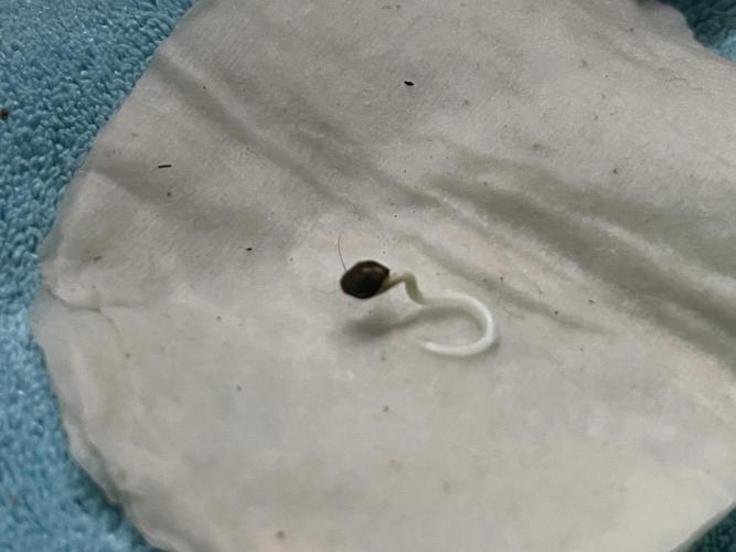 Humboldt Pineapple Round2. Week 0 - Day+5