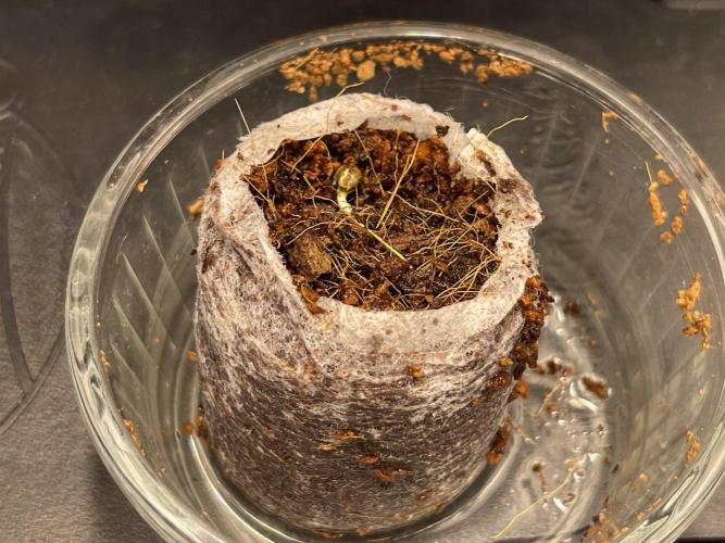 Humboldt Pineapple Round2. Week 0 - Day+5