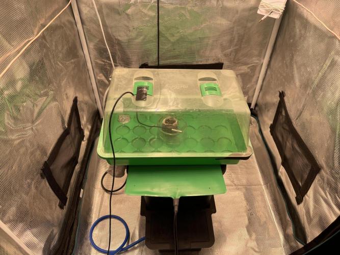 Humboldt Pineapple Round2. Week 0 - Day+5