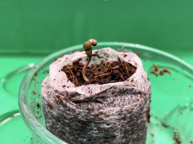 Humboldt Pineapple Round2. Week 0 - Day+6