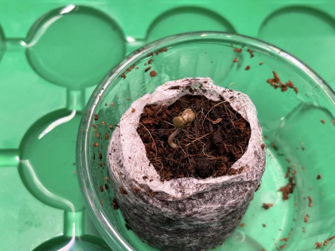 Humboldt Pineapple Round2. Week 0 - Day+6