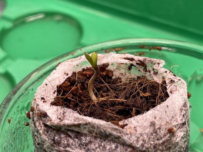 Humboldt Pineapple Round2. Week 0 - Day+6