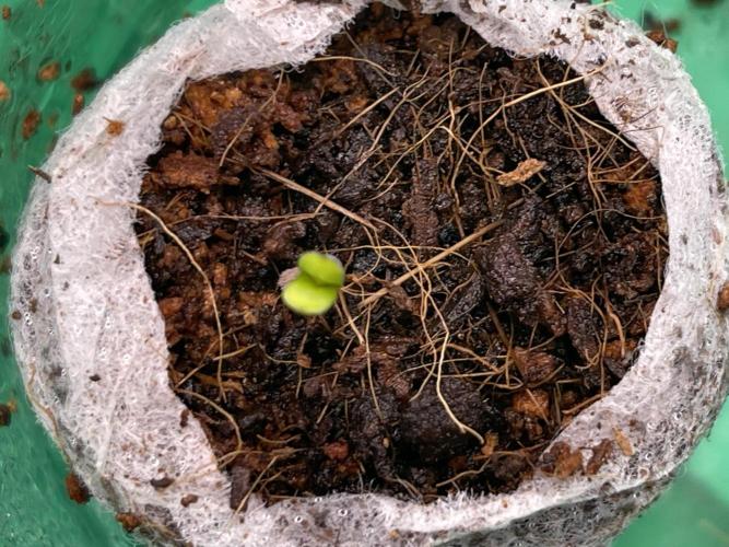 Humboldt Pineapple Round2. Week 0 - Day+6