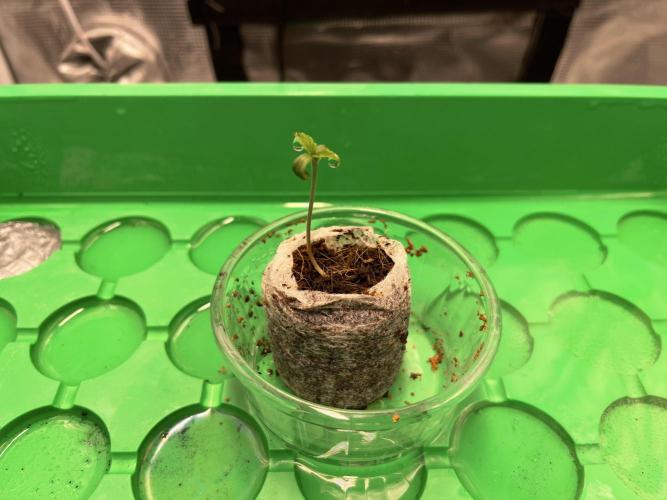 Humboldt Pineapple Round2. Week 0 - Day+7