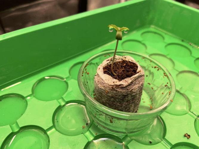 Humboldt Pineapple Round2. Week 0 - Day+7