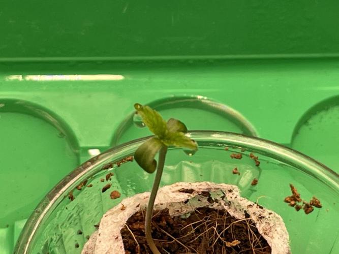 Humboldt Pineapple Round2. Week 0 - Day+7