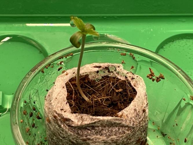 Humboldt Pineapple Round2. Week 0 - Day+7