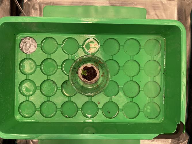 Humboldt Pineapple Round2. Week 0 - Day+7