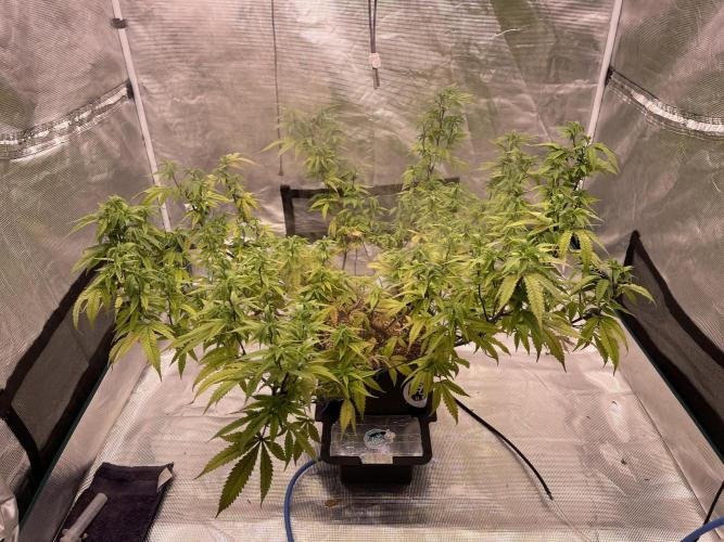 Pineapple Upside Down Cake Autopot. Week 23