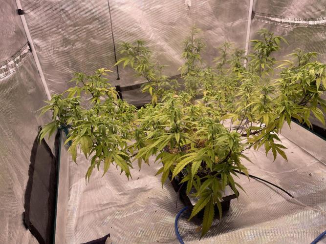 Pineapple Upside Down Cake Autopot. Week 23