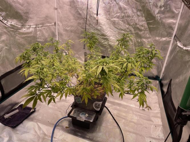 Pineapple Upside Down Cake Autopot. Week 23