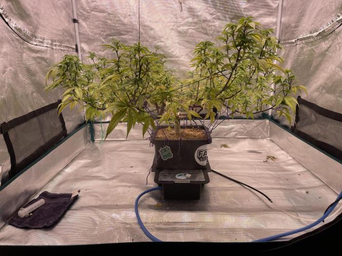 Pineapple Upside Down Cake Autopot. Week 23