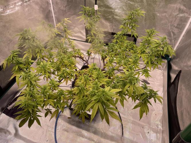 Pineapple Upside Down Cake Autopot. Week 23