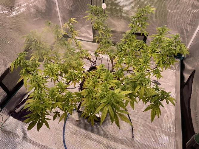 Pineapple Upside Down Cake Autopot. Week 23