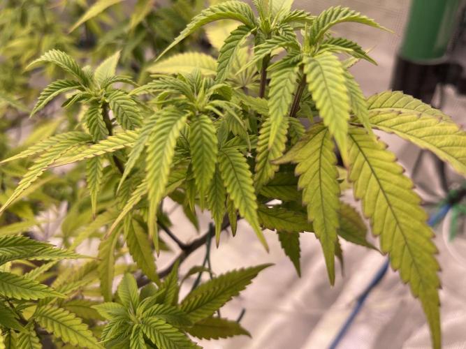 Pineapple Upside Down Cake Autopot. Week 23