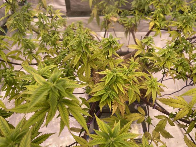 Pineapple Upside Down Cake Autopot. Week 23