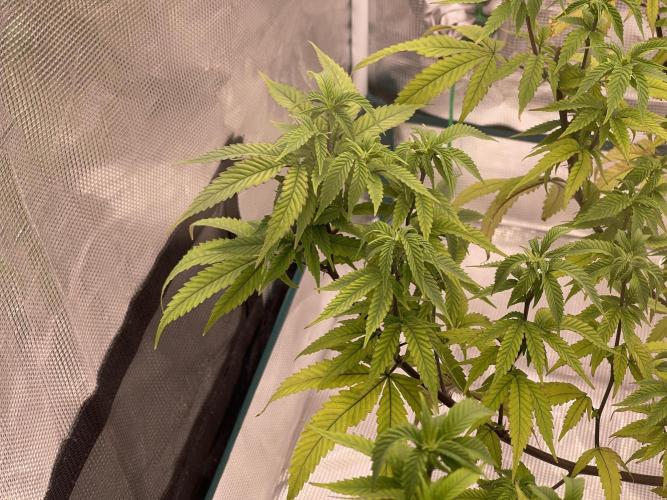 Pineapple Upside Down Cake Autopot. Week 23