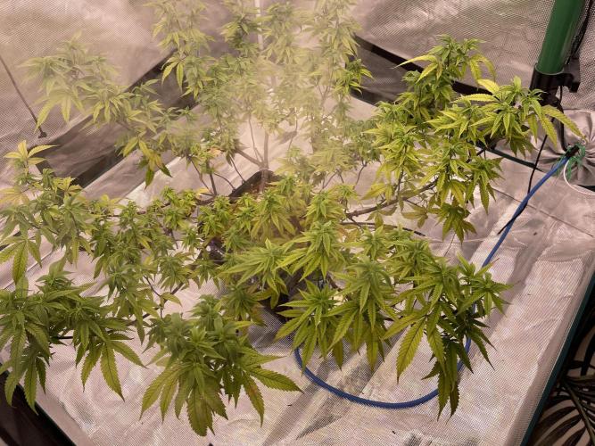 Pineapple Upside Down Cake Autopot. Week 23