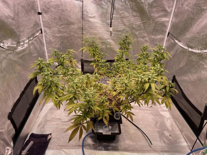 Pineapple Upside Down Cake Autopot. Week 24