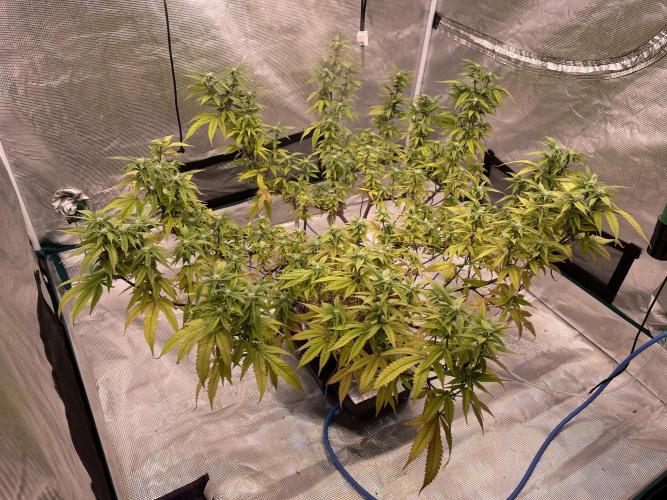 Pineapple Upside Down Cake Autopot. Week 24