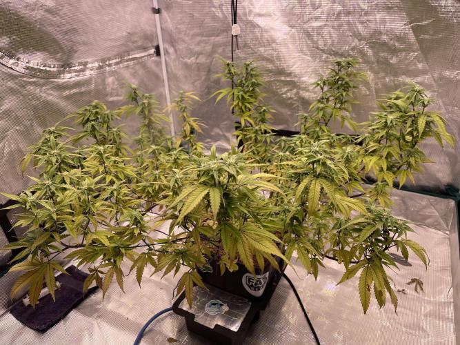 Pineapple Upside Down Cake Autopot. Week 24