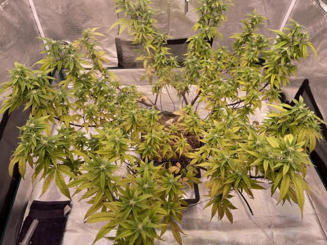 Pineapple Upside Down Cake Autopot. Week 24