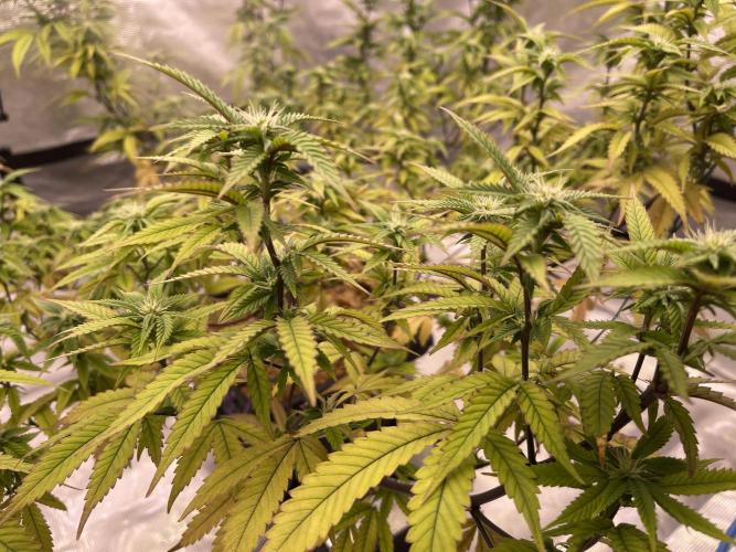 Pineapple Upside Down Cake Autopot. Week 24