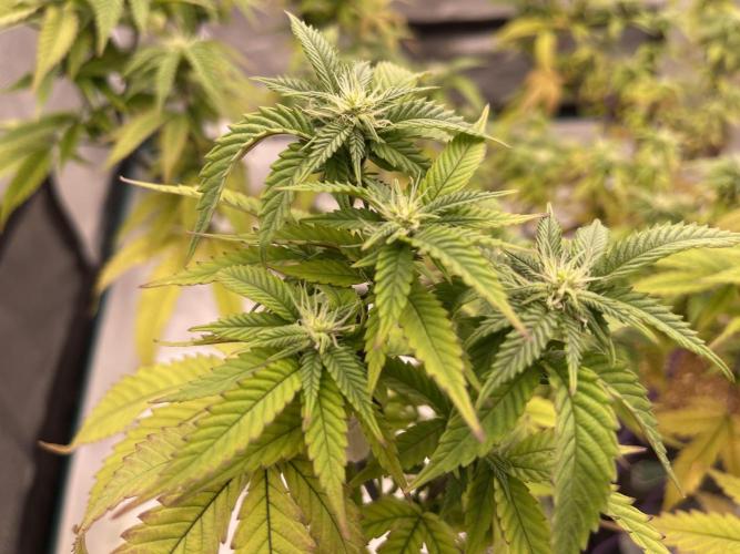 Pineapple Upside Down Cake Autopot. Week 24