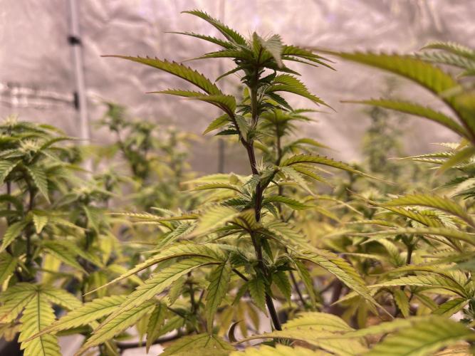 Pineapple Upside Down Cake Autopot. Week 24