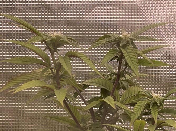 Pineapple Upside Down Cake Autopot. Week 24