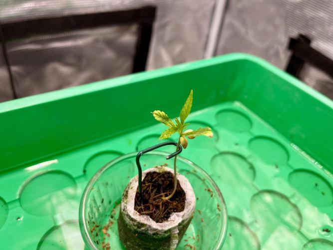 Humboldt Pineapple Round2. Week 1