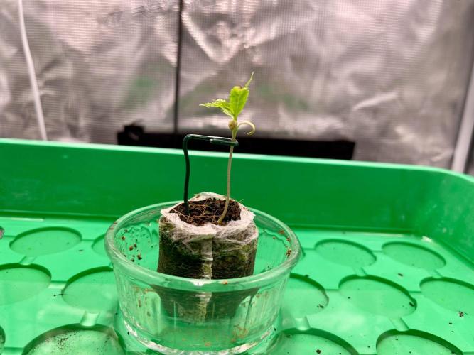 Humboldt Pineapple Round2. Week 1