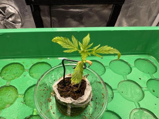Humboldt Pineapple Round2. Week 1 - Update