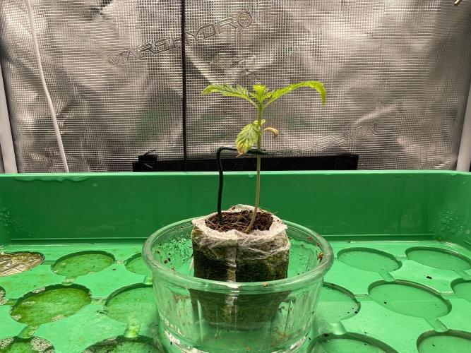 Humboldt Pineapple Round2. Week 1 - Update