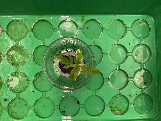 Humboldt Pineapple Round2. Week 1 - Update