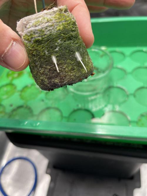 Humboldt Pineapple Round2. Week 1 - Update