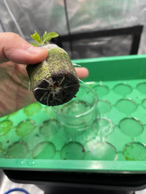 Humboldt Pineapple Round2. Week 1 - Update