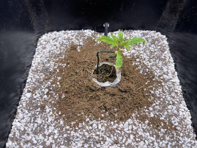 Humboldt Pineapple Round2. Week 1 - Update