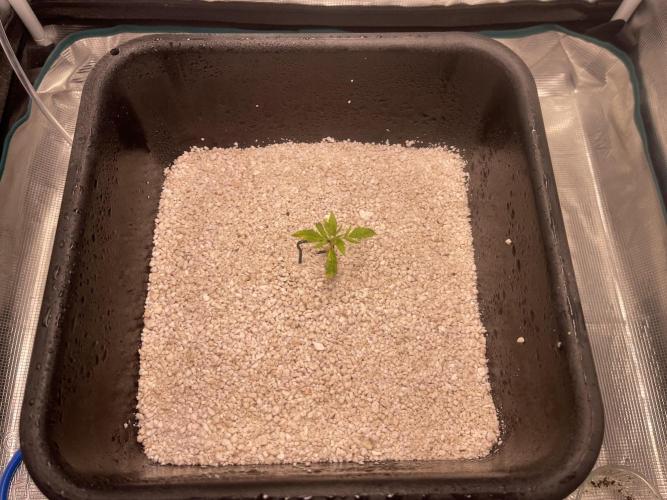 Humboldt Pineapple Round2. Week 1 - Update