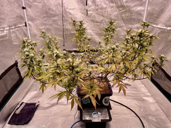 Pineapple Upside Down Cake Autopot. Week 25