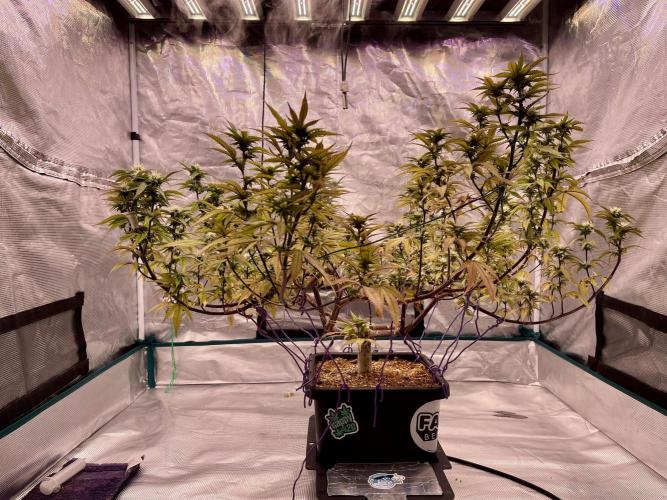 Pineapple Upside Down Cake Autopot. Week 25