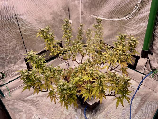 Pineapple Upside Down Cake Autopot. Week 25
