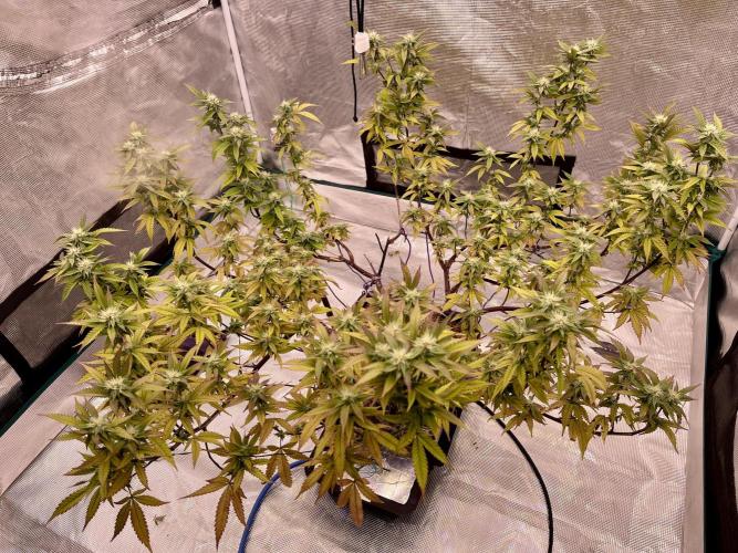 Pineapple Upside Down Cake Autopot. Week 25