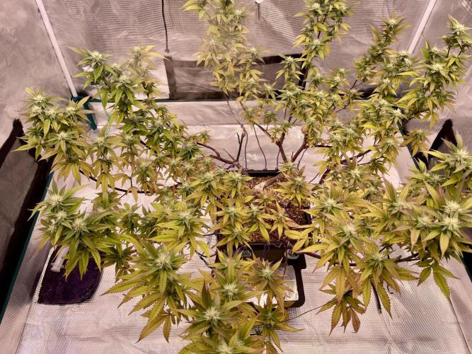 Pineapple Upside Down Cake Autopot. Week 25