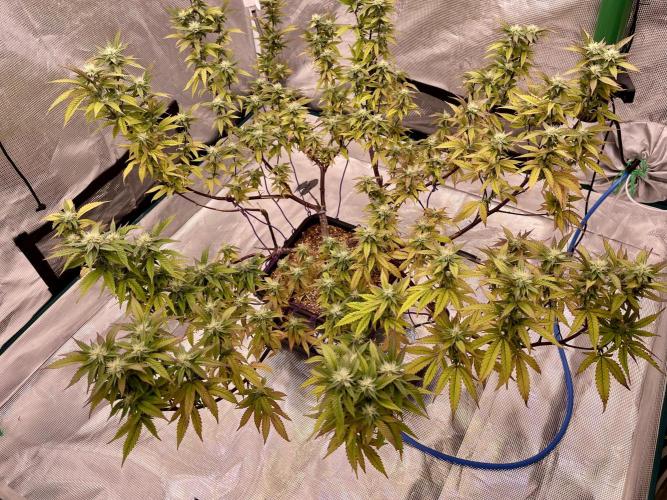 Pineapple Upside Down Cake Autopot. Week 25