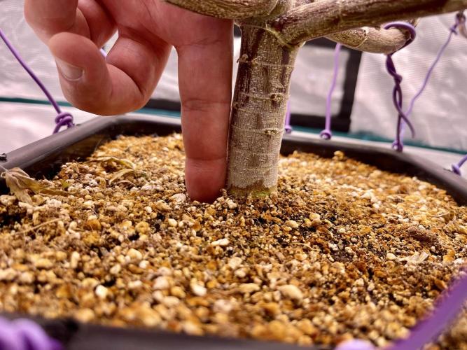 Pineapple Upside Down Cake Autopot. Week 25